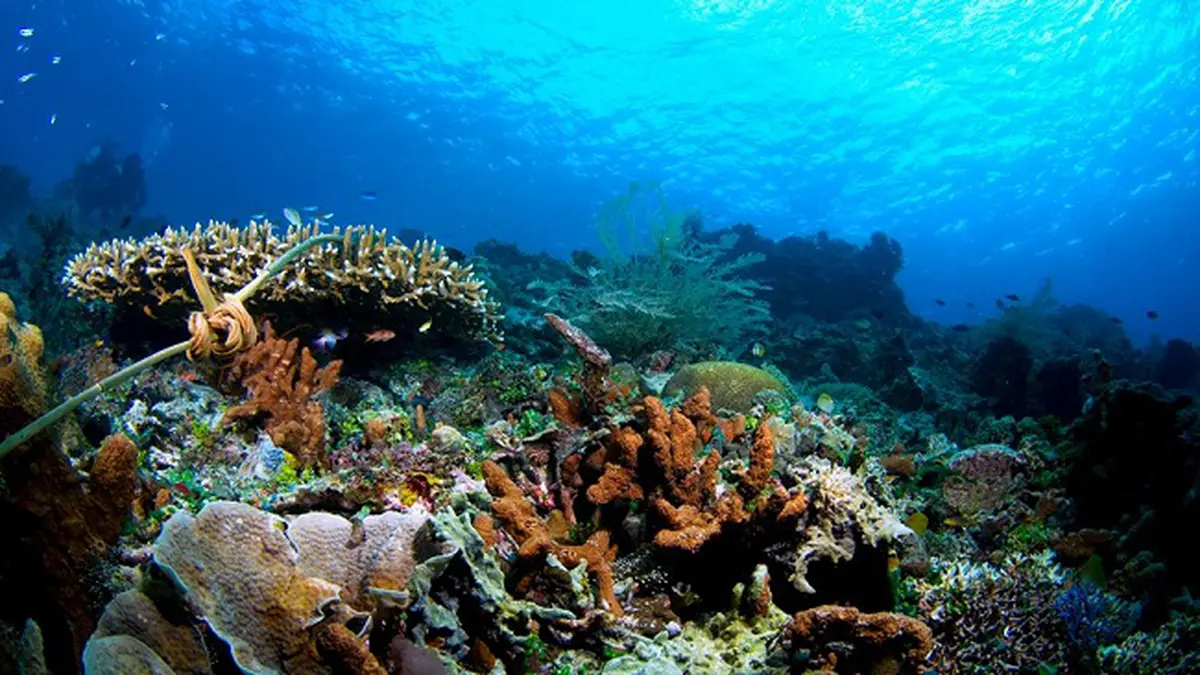Peran Biota-Biota Laut untuk Terumbu Karang