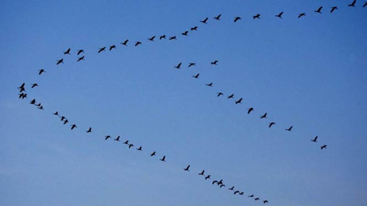 Migrasi Burung Dunia Avian di Benua Eropa